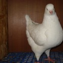 dsc03885