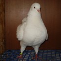 dsc03888