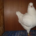dsc03890