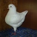 dsc03895
