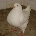 dsc03918