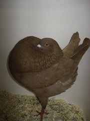 Bilder Rom und SV holland 156