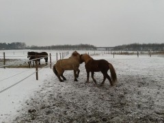Bilder vom Handy 183