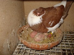 Bilder aus Frühjahr Stall Schwiepinghook 319