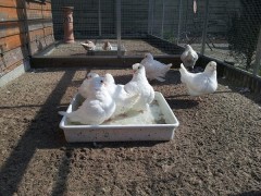 Handy Monika Bilder 166